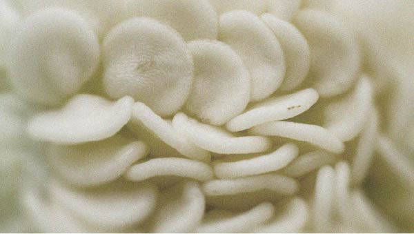 L’alimentation joue un rôle important dans la santé des cheveux