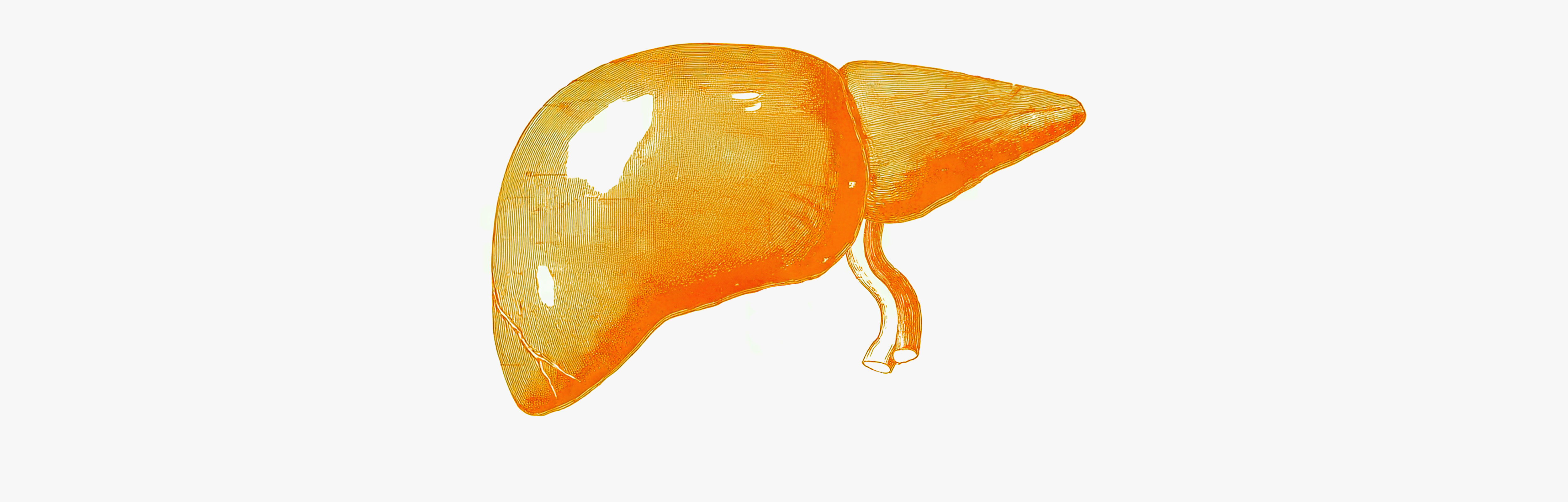 Les bienfaits potentiels des polyphenols pour le foie