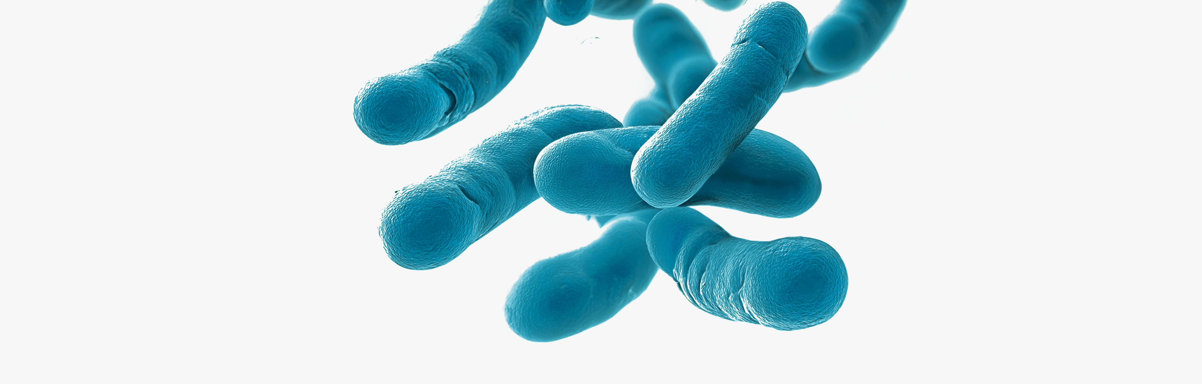 Probiotiques pour soulager l’intestin irritable