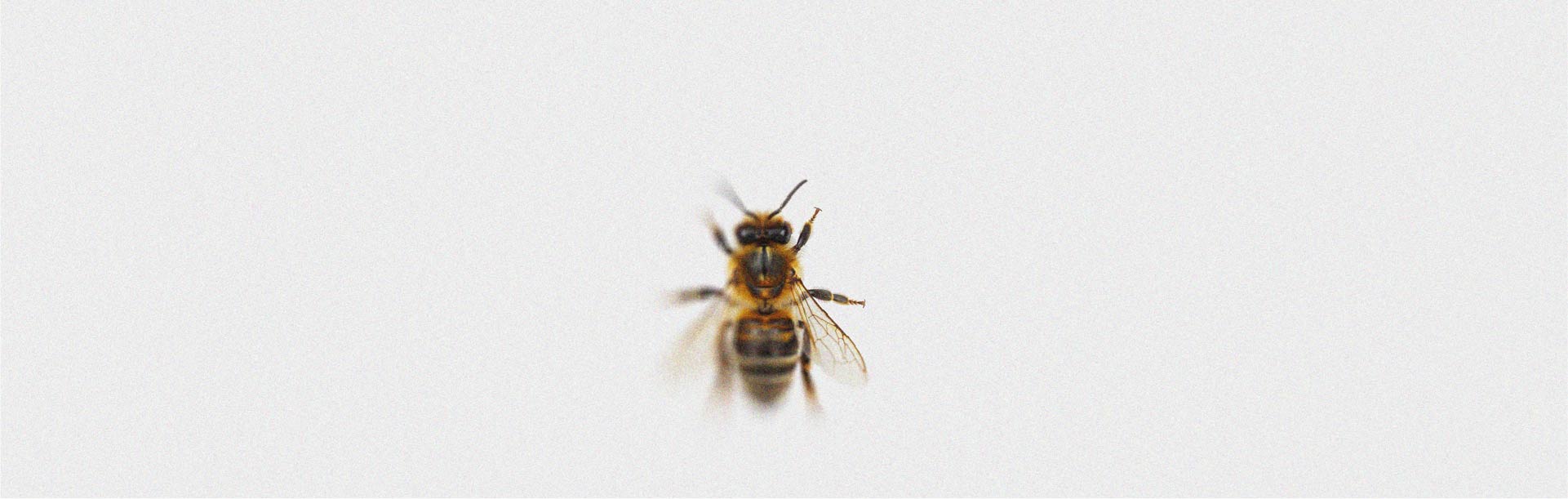 Découvrez cette nouvelle et intéressante propriété de la propolis