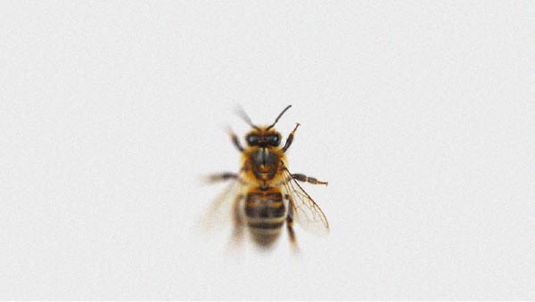 Découvrez cette nouvelle et intéressante propriété de la propolis