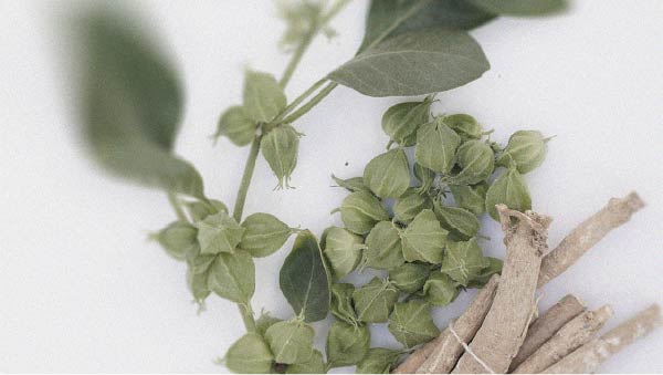 L’ashwagandha pourrait avoir des effets différents selon le moment où elle est prise